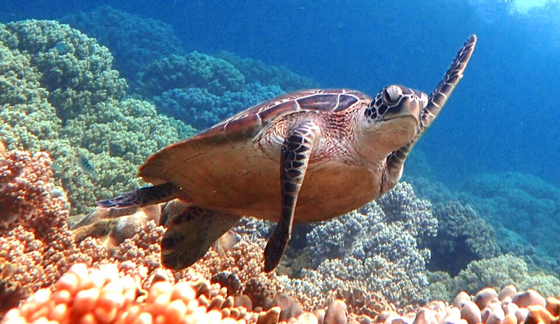 Sea Turtle