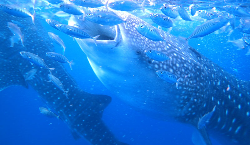 Whale shark