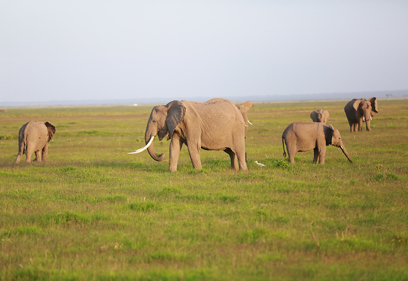 Elephants in Amboseli National Park in Kenya
