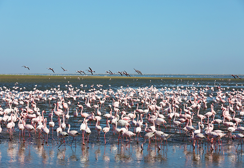 Flamingos on Lake Nakuru in Kenya