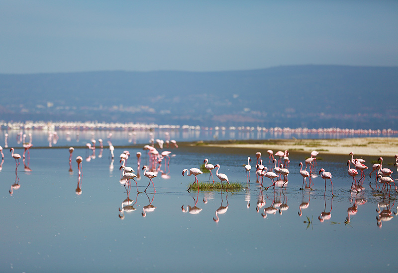 Flamingoes in a lake in Kenya 