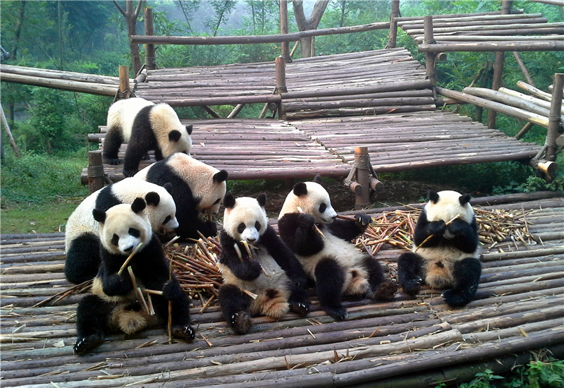 A group of giant pandas eating bamboo shoots