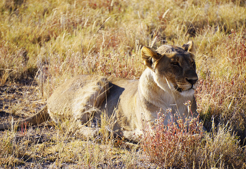 A lion resting on the savannah