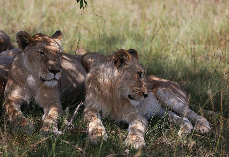 Two lions resting in a national park in Kenya