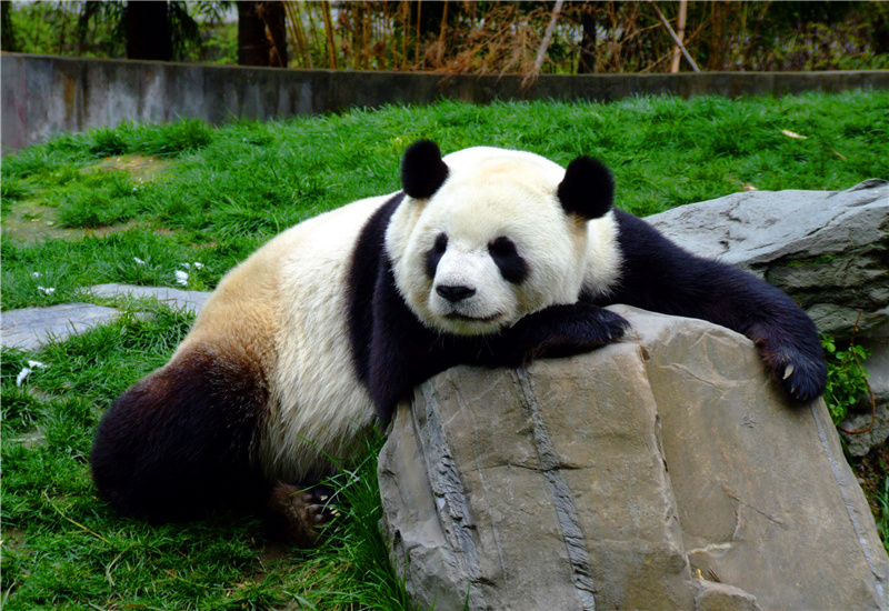 A giant panda relaxing on a rock