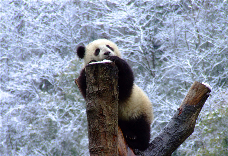 A giant panda on a tree top