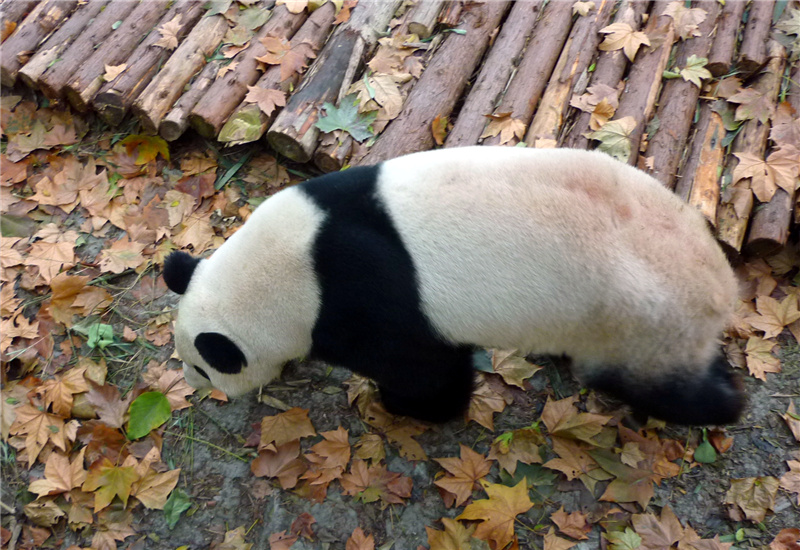 A giant panda with a slight pink fur