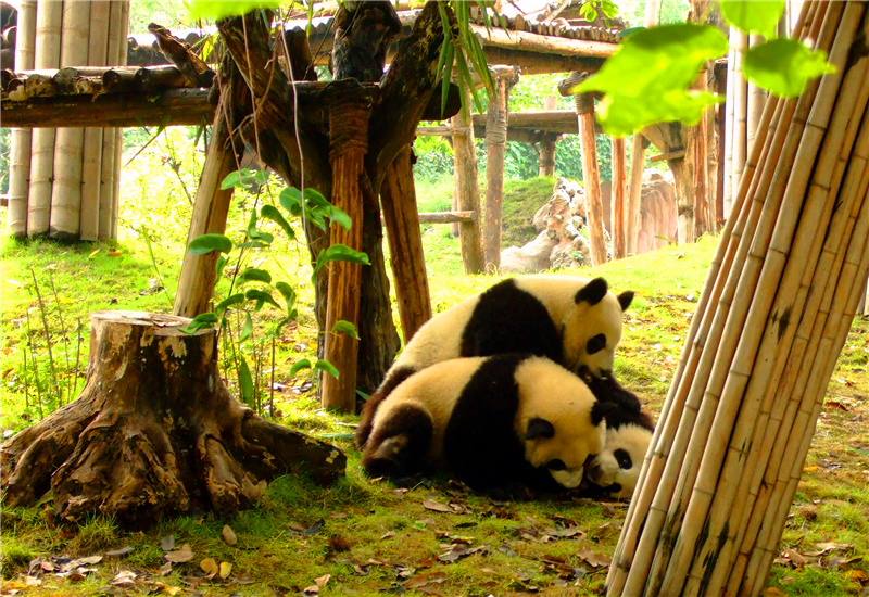 Three giant pandas playing with each other