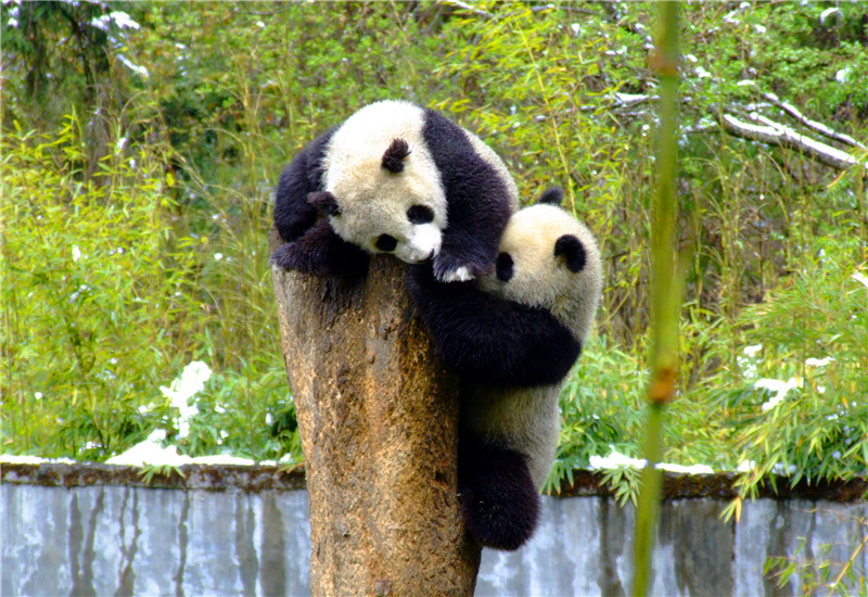 Two pandas on a tree in China