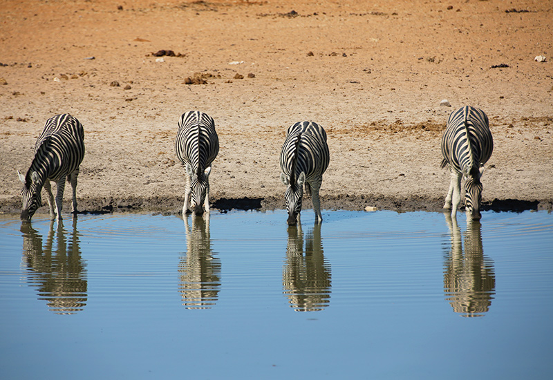 Giraffes drinking water in Kenya
