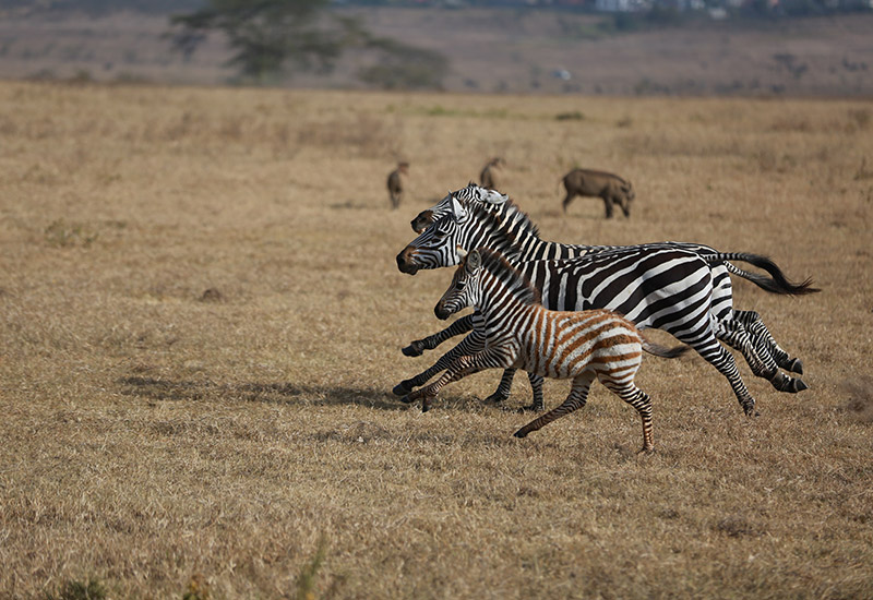Zebras racing on the plain in Kenya