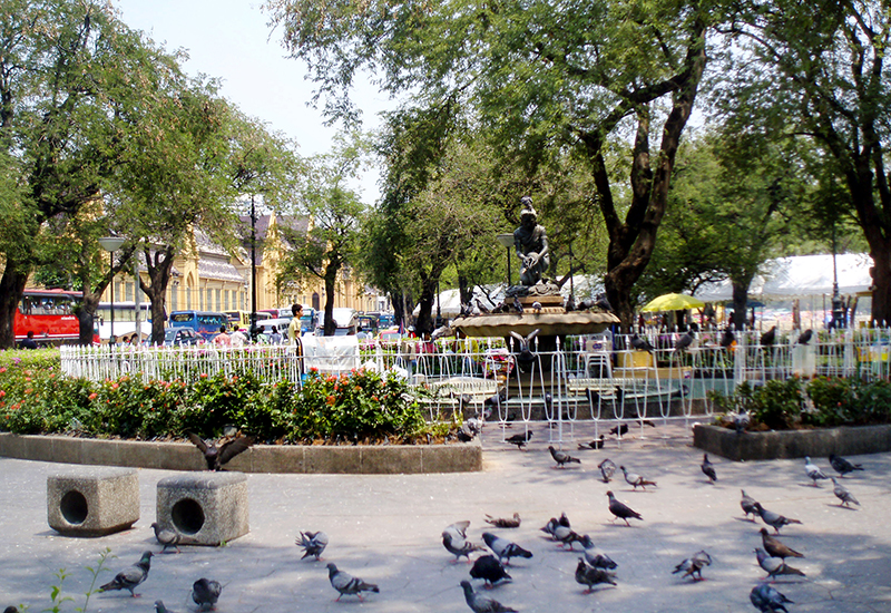 Pigeons on the square