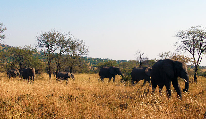 A herd of African elephants in Serengeti, Tanzania