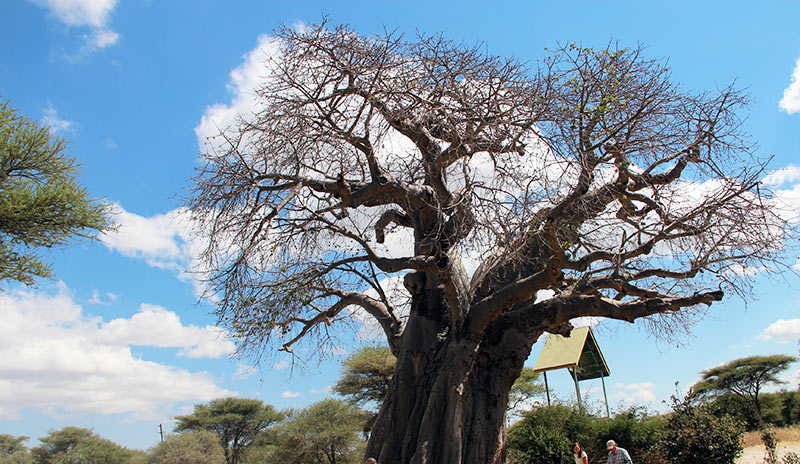 A giant baobab tree in Tarangire National Park, Tanzania