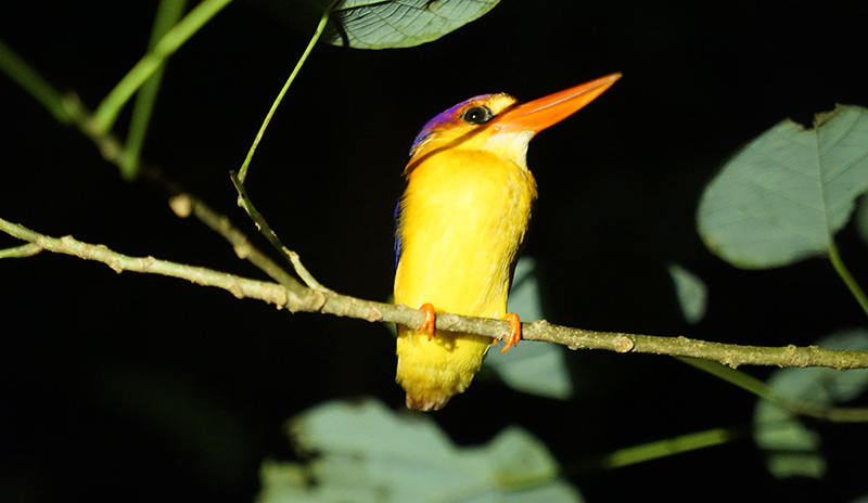 A brightly colored bird on the tree in Sabah, Malaysia