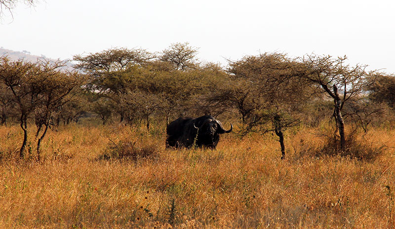 A black rhinoceros in Serengeti, Tanzania