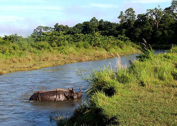 A rhino in Chitwan National Park, Nepal