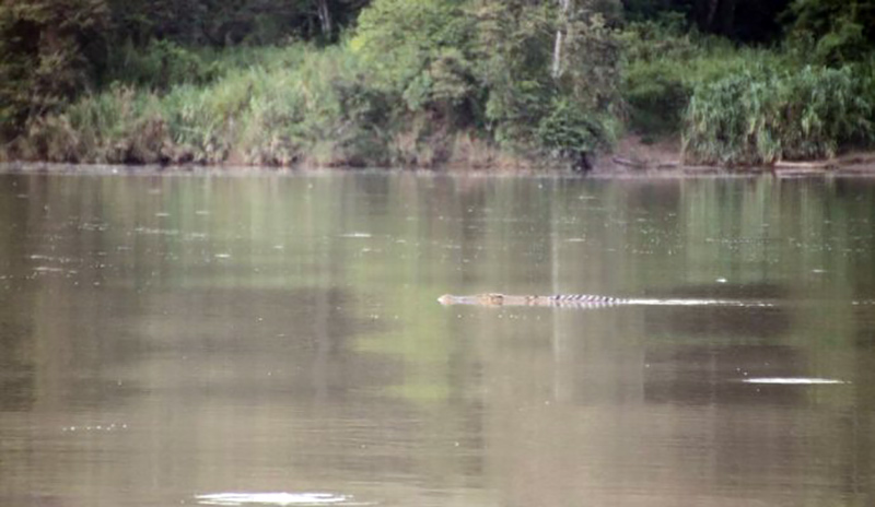 A crocodile in the Kinabatangan River, Sabah, Malaysia