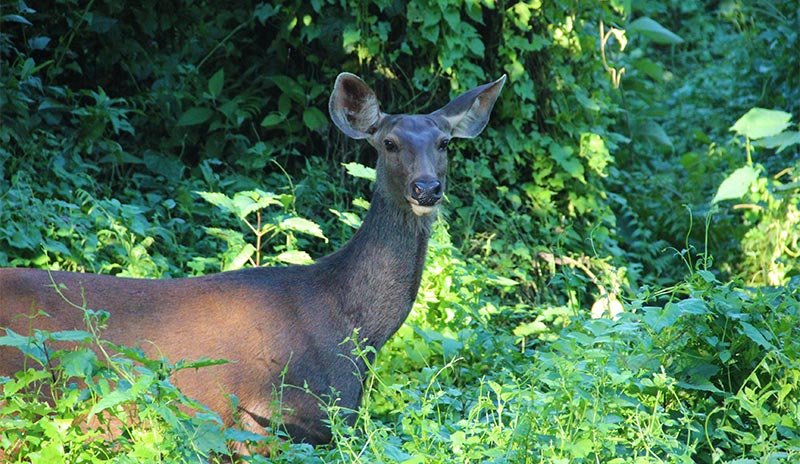 A deer in Chitwan National Park