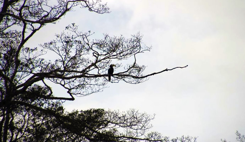 A hornbill in the tree in Sabah, Malaysia