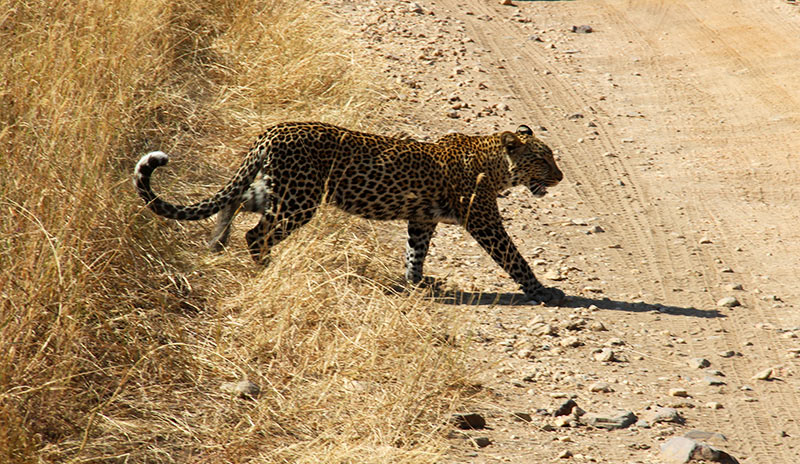 A leopard in Serengeti, Tanzania