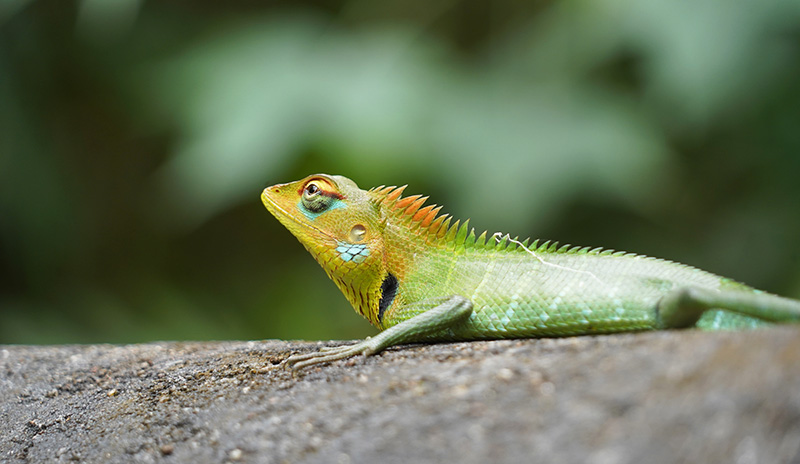A Lizard in Sinharaja Forest Reserve, Sri Lanka