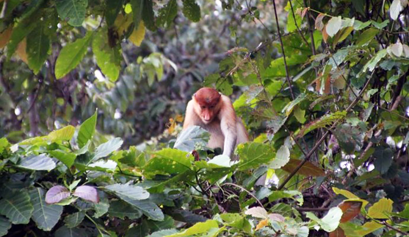 A long-nosed monkey among the green leaves in Sabah, Malaysia