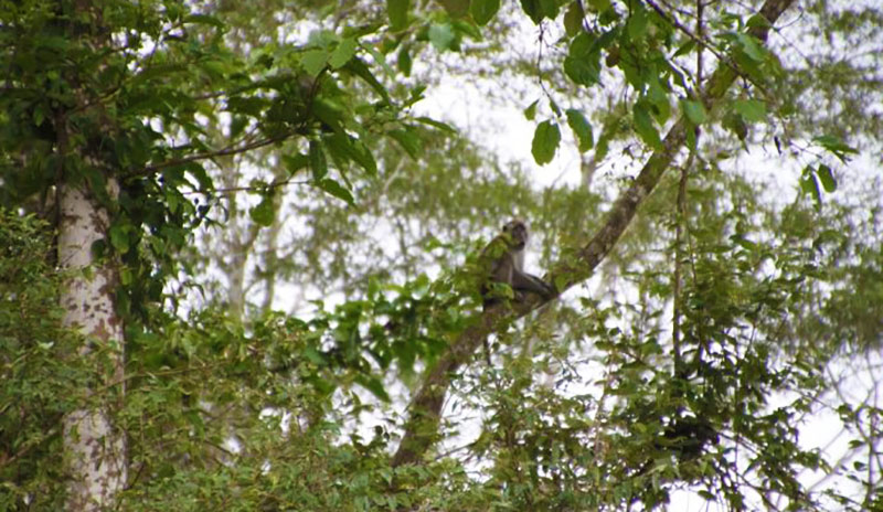 Long-tailed monkeys in Sabah, Malaysia