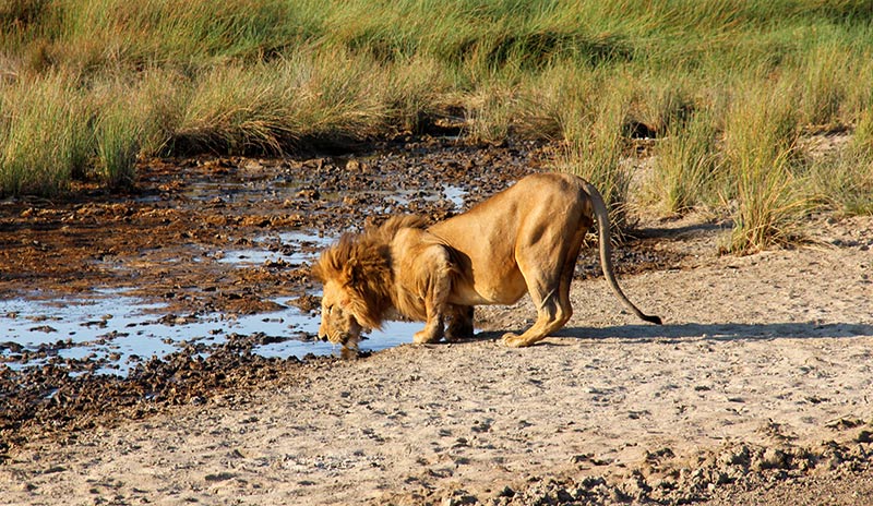 A male lion was drinking water in Serengeti, Tanzania