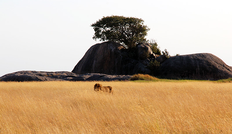 A male lion in Serengeti, Tanzania