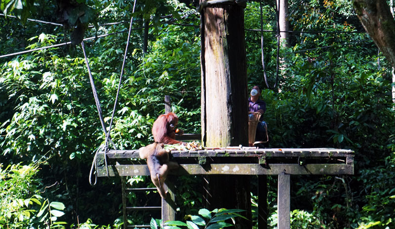 Monkeys in Sepilok Orangutan Rehabilitation Centre, Sabah, Malaysia