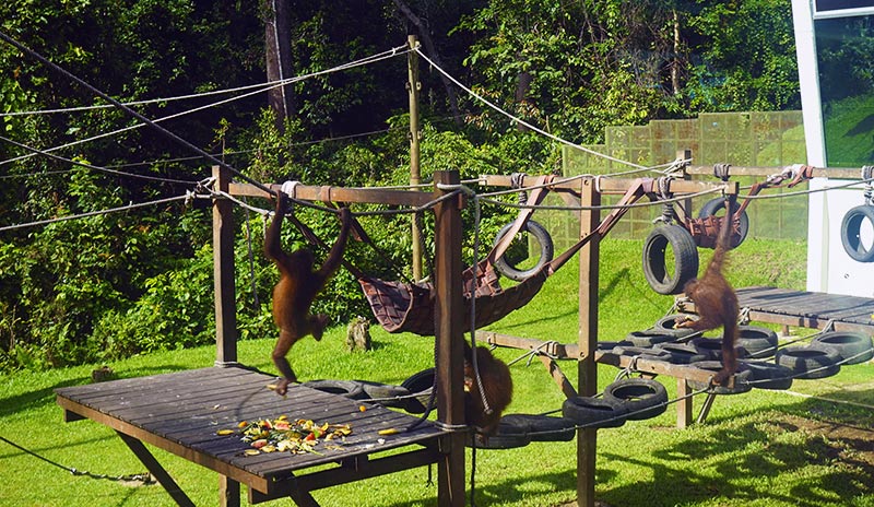 Monkeys in Sepilok Orangutan Rehabilitation Centre