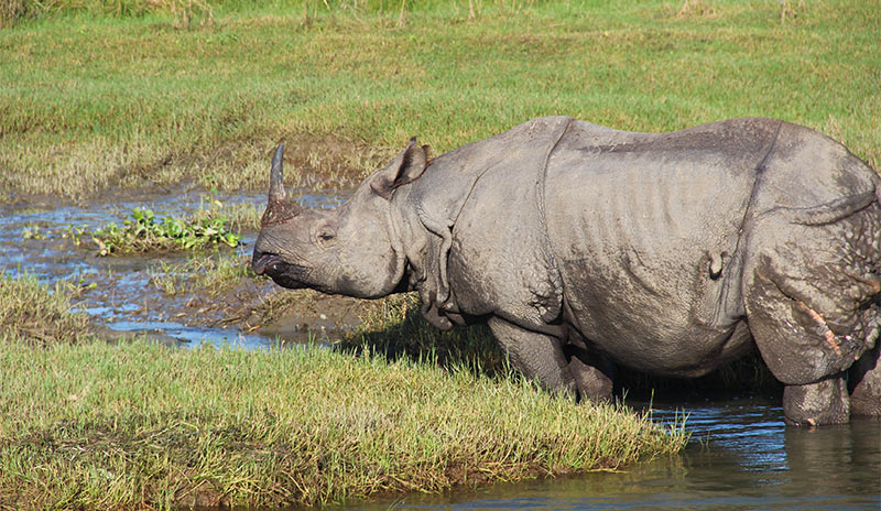 A rhino in Chitwan National Park