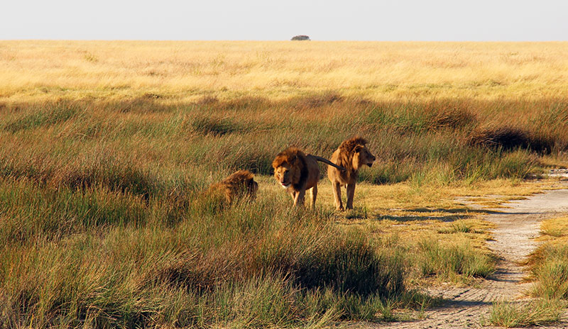 Three lion brothers in Serengeti, Tanzania