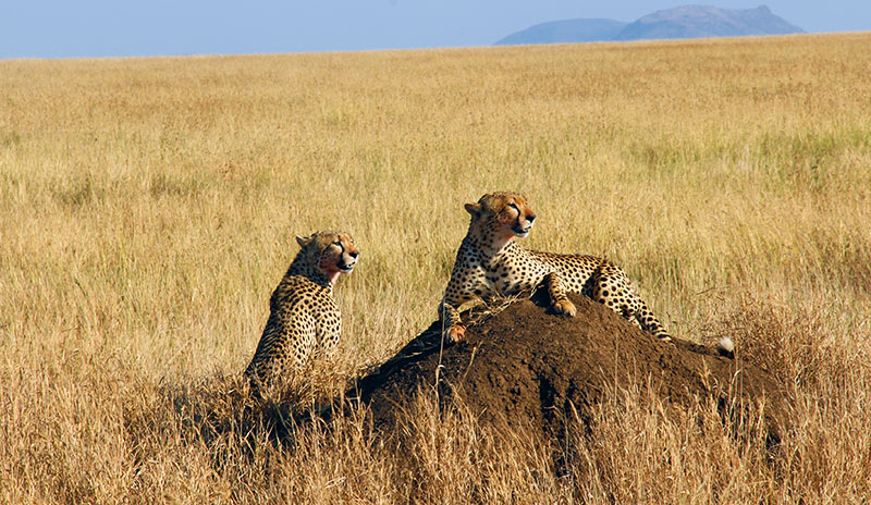 Two Cheetahs with blood on their lips after eating their prey in Serengeti, Tanzania