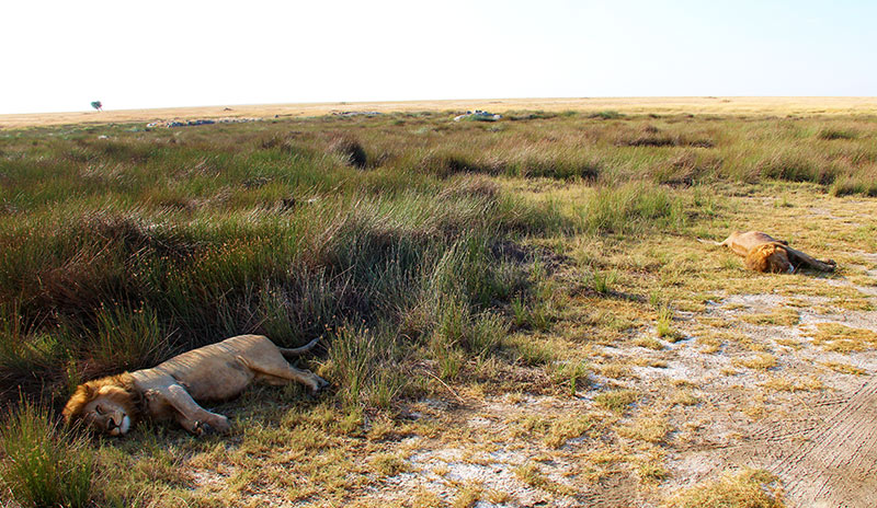 Two lions napping in the grass in Serengeti, Tanzania