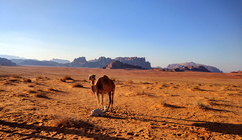An adorable baby camel and an adult one in Wadi Rum, Jordan