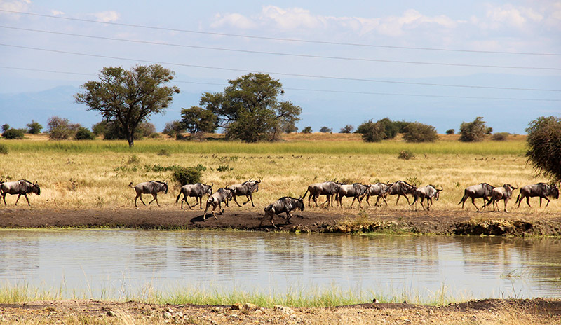 Zebras were moving towards the Tarangire River in line for water in Tarangire National Park, Tanzani