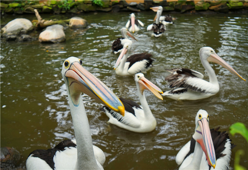 Creatures Playing Happily in a Lake in the Bali Bird Park