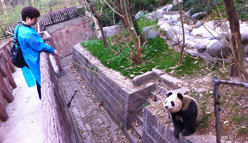 In a giant panda volunteer program, the typical activities you'll be involved include feeding pandas