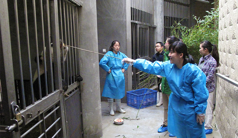 A volunteer is feeding the panda through the cage bar