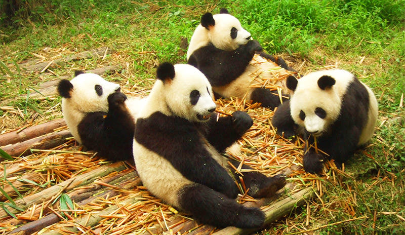 Giant pandas at the Chengdu Panda Base