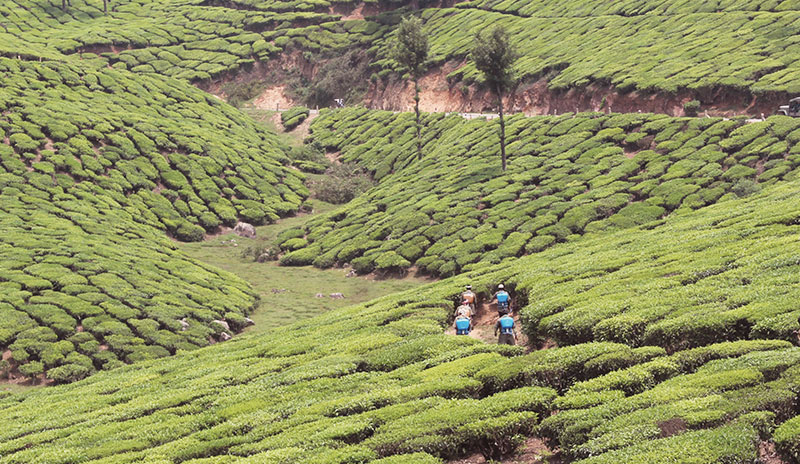 Munnar Tea Plantation in Kerala
