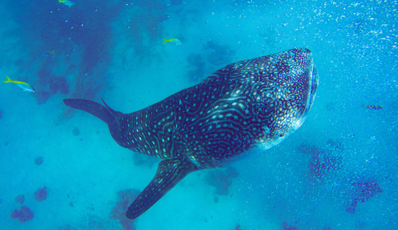 Oslob whale shark, the Philippines