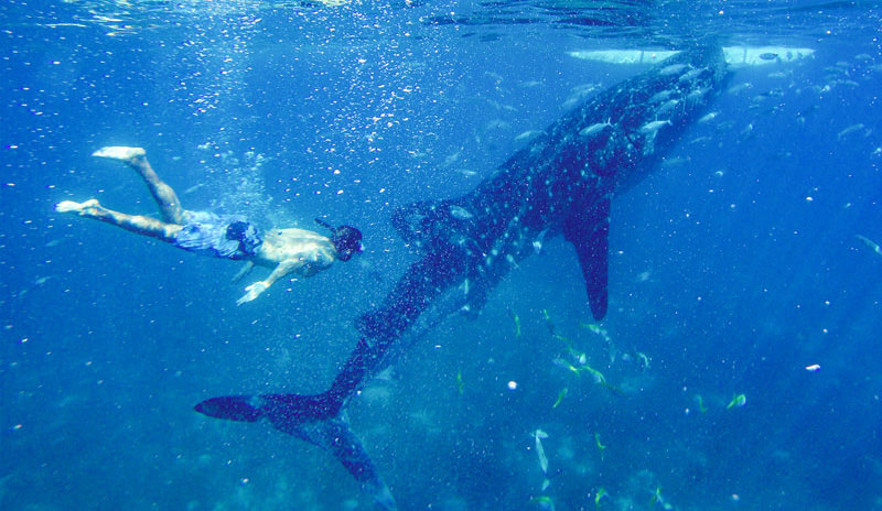 Oslob whale shark, the Philippines