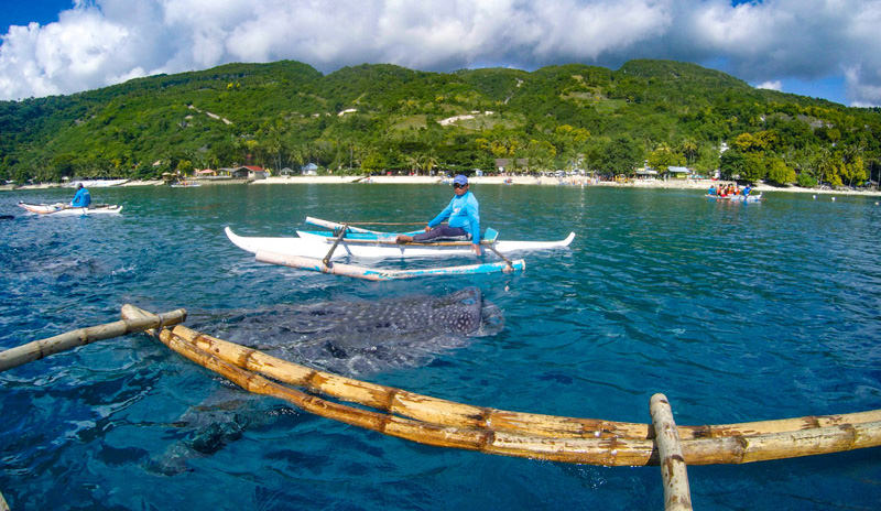 Oslob whale shark, the Philippines