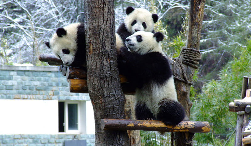 pandas in Chengdu Panda Base