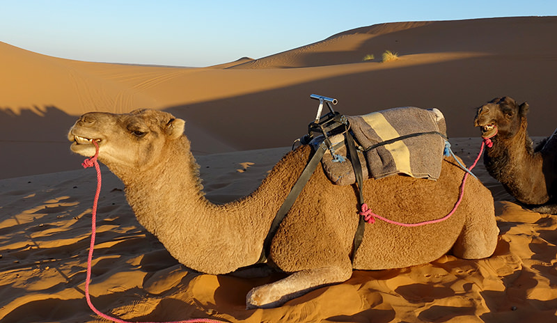 Camels at golden Sahara Desert