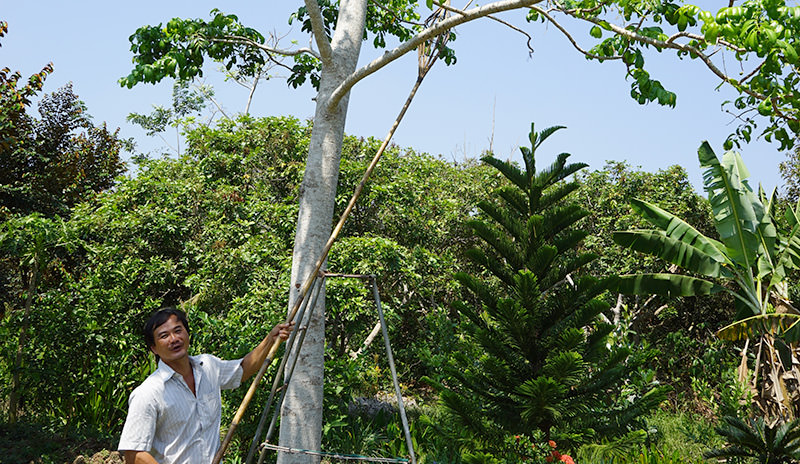 Mr. Hai's Fruit Picking Tool