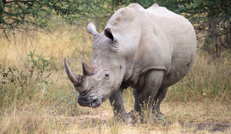 A Rhino in Kruger National Park
